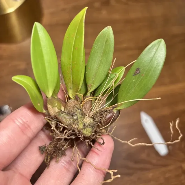 Bulbophyllum aestivale (Bulbophyllum)