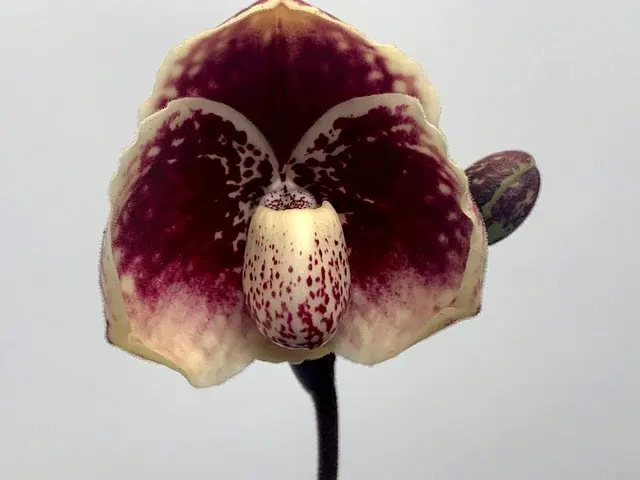 Paphiopedilum leucochilum 'Red Splash' (Paphiopedilum)