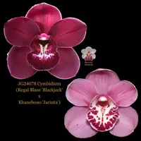 Cymbidium Flask JG24078 Cymbidium (Regal Blaze 'Blackjack' x Khanebono 'Jacinta')