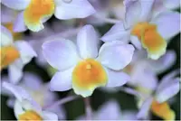 Orchid Seedling 50mm Pot Size - Dendrobium amabile - Species