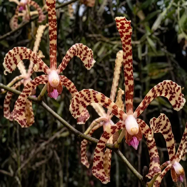Arachnis Maggie Oei 'Variegated' (Arachnis)