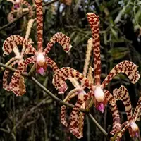 Spider Orchid Arachnis Maggie Oei Variegated Rare Exotic Plant