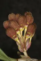 Bulbophyllum spathulatum