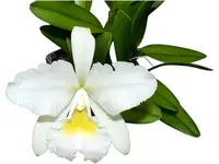 Rhyncholaeliocattleya Andean Clouds