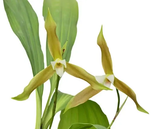 Lycaste schilleriana (Lycaste)
