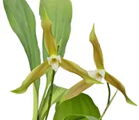 Lycaste schilleriana