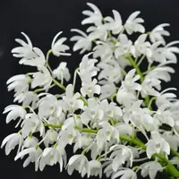 Ready to Flower Size Dendrobium Kingidium Alba