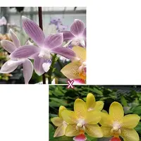 Phalaenopsis tetraspis 'Blue' × Younghome Lucky Star '0025' 2.5"