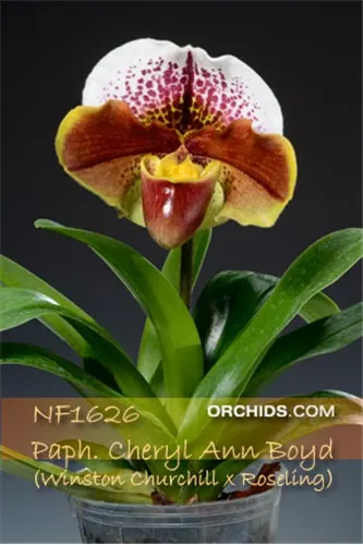 Paphiopedilum Cheryl Ann Boyd ', Note : Limited'