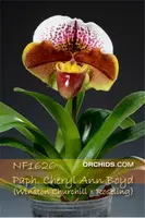 Paph. Cheryl Ann Boyd ', Note : limited ' (Winston Churchill x Roseling)
