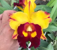Rlc. Chunyeah 'Good Life No. 1' GM/DOG (Tassie Barbero x Kuan-Miao Chen) (M179) (Hybrid) Rlc.=Rhyncholaeliocattleya