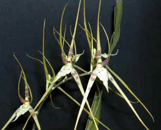 Brassia New Star