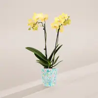 Petite Yellow Orchid