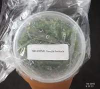 FLASK Vanda limbata