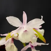 Den. aphyllum
