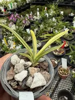 Neofinetia falcata ‘Gwanak’