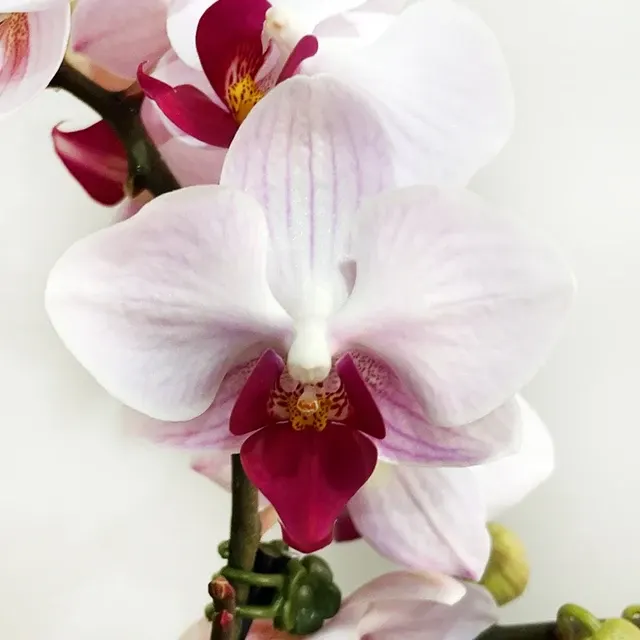 Phalaenopsis Little Gem 'Stipes'