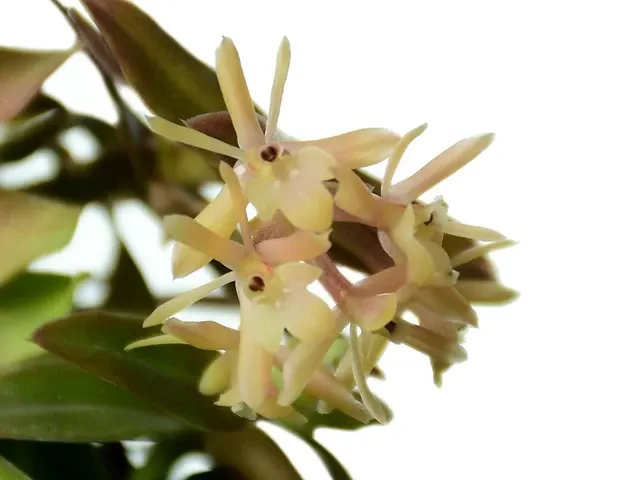 Epidendrum macasense (Epidendrum)