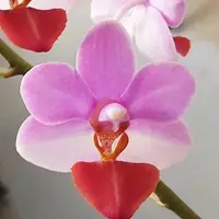 Phalaenopsis Jiaho Cherry × lobbii 2.5"