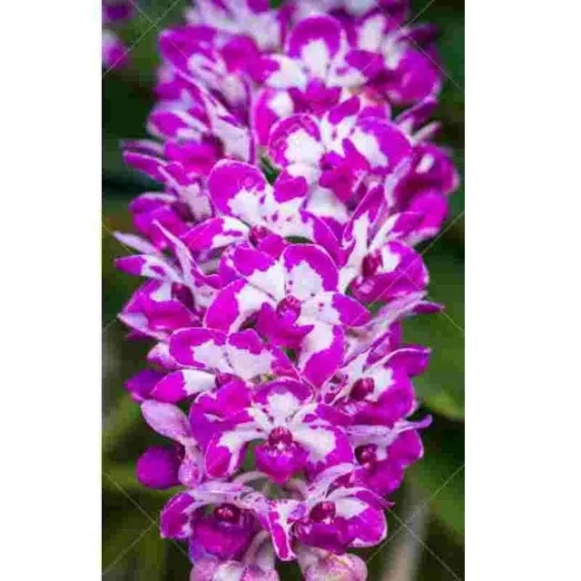 Rhyncostylis gigantea var cartoon (Rhynchostylis)
