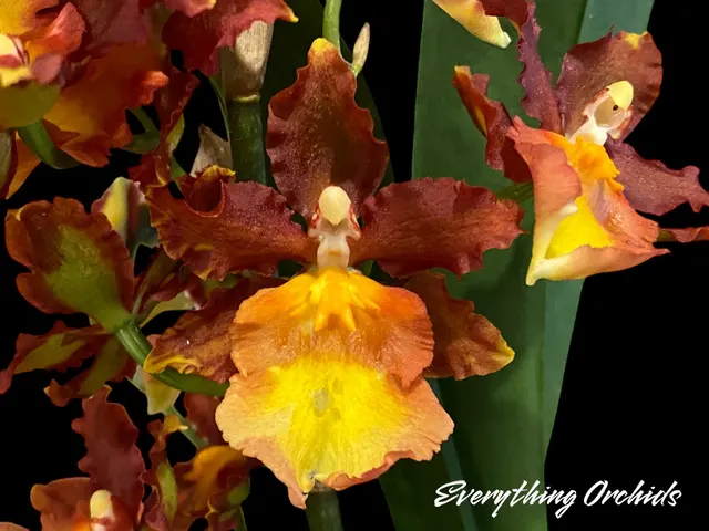 Oncidium Catatante 'Los Robles'