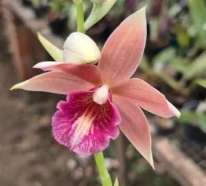 Phaius tankervilleae x humblotii (Phaius)