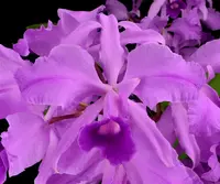 C. lawrenceana var. flamea (`Sebastian Farrell' AM x `Eros') Species Seedling 2" Pot