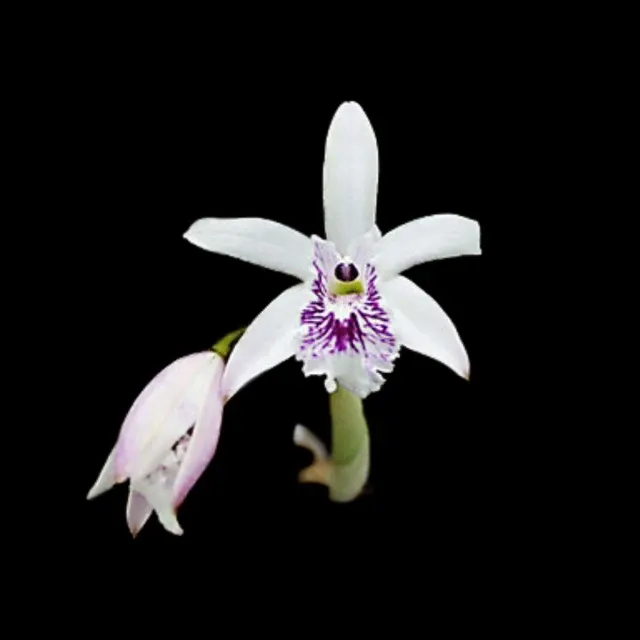 Laelia lundii var coerulea