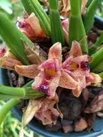 Maxillaria subulata — BS / Nonblooming