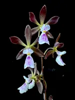 Encyclia Kruger Rock