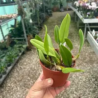 Bulbophyllum oxypterum — Blühfähige Pflanze