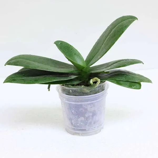 Phalaenopsis Orchid - Plant