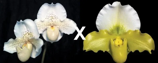 Paphiopedilum Freckles x Yerba Nueva