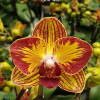 [Bare-root][Import AS-IS] #PA# Phal. Fangmei Sweet 'Splash' 小金桔 '插角' [2.5" BS][Sept Preorder 26]