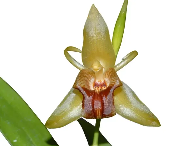 Coelogyne triplicatula (Coelogyne)