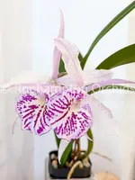Bc. Yu Toung Star 'No.1' — Blooming size