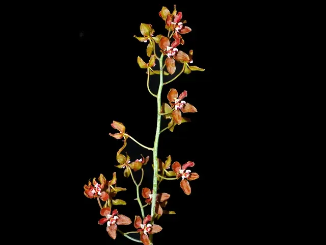 Trichocentrum microchilum (Trichocentrum)