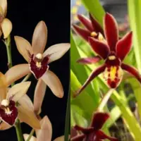 Cymbidium Valerie Absolonova 4n 'Salinas Sunset' 4n x Pakkret Vampire 'Short leaf'