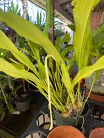 Dendrochilum Magnum — Not Currently In Bloom or Spike