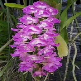 Aerides Multiflora X Aerides Rosea (Aerides)