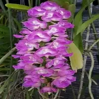 Aerides Multiflora x Aerides Rosea