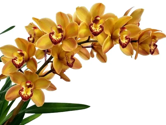 Cymbidium Gigli Gold (Cymbidium)