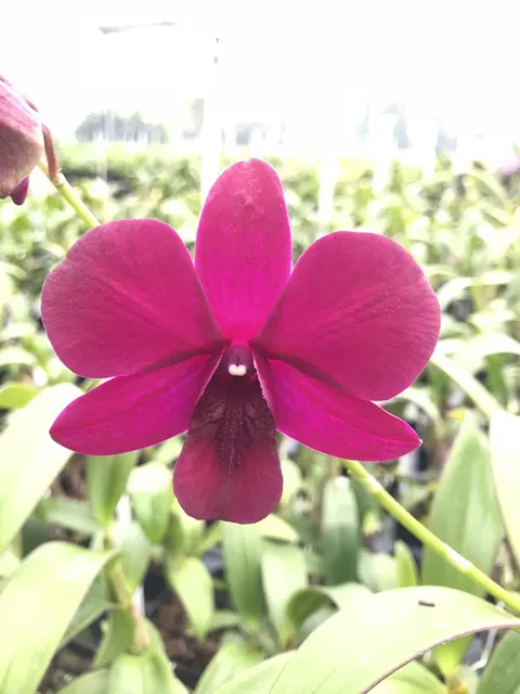 Dendrobium Chatuchuk