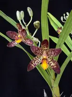 Ansellia africana