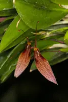 Restrepia dodsonii