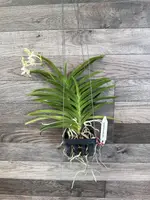 Vanda Tessellata alba