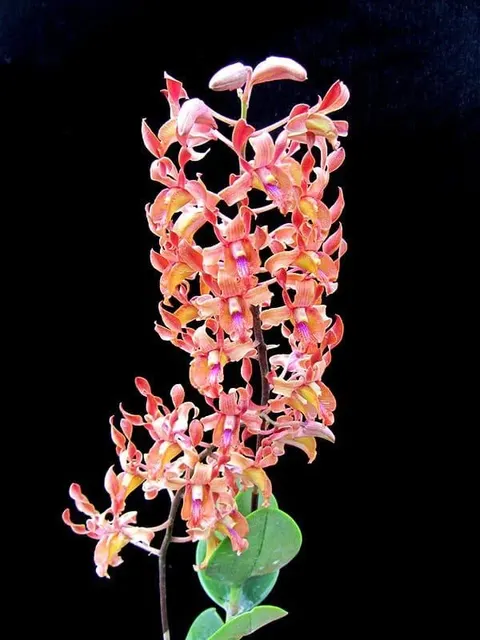 Dendrobium Jairak Antelope 'Tangerine'