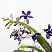 Vandachostylis Pinky 'Violet Queen' AM/AOS