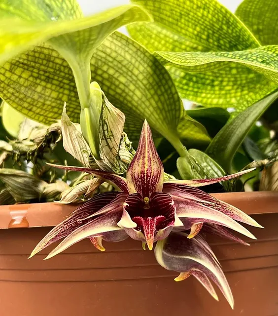 Bulbophyllum reticulatum (Bulbophyllum)