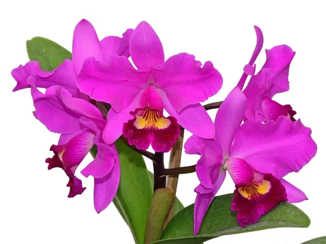 Cattlianthe Ivo Sekerka (Cattlianthe)